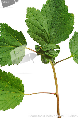 Image of Diseased Red currant leaves, attacked by aphids