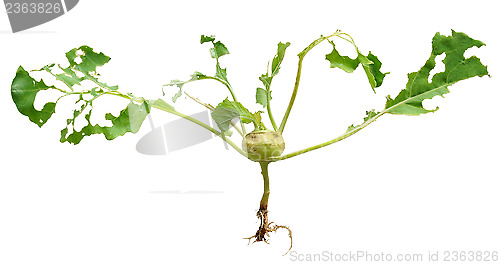 Image of Slug damage of green kohlrabi, isolated