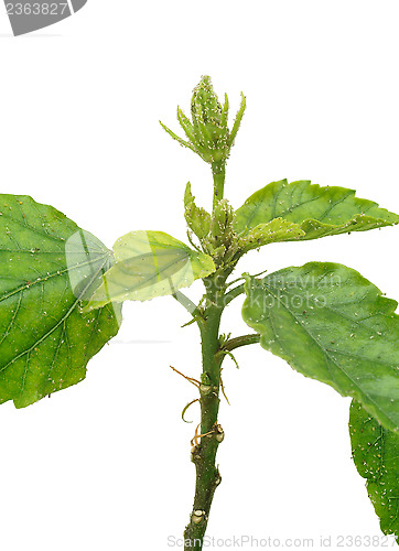 Image of Hibiscus plant attacked by aphids, isolated