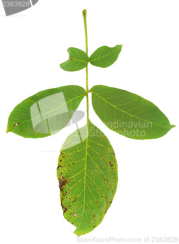 Image of Leaf of walnut tree attacked by mite, Aceria erineus