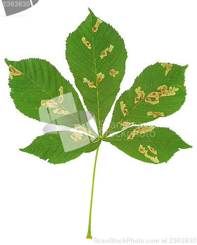 Image of Chestnut tree attacked by leaf miner, Cameraria ohridella