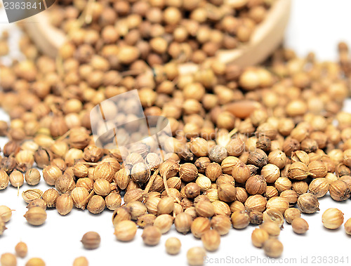 Image of coriander