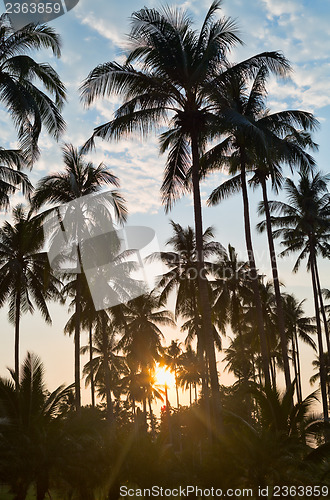 Image of silhouettes of palm trees on sunset