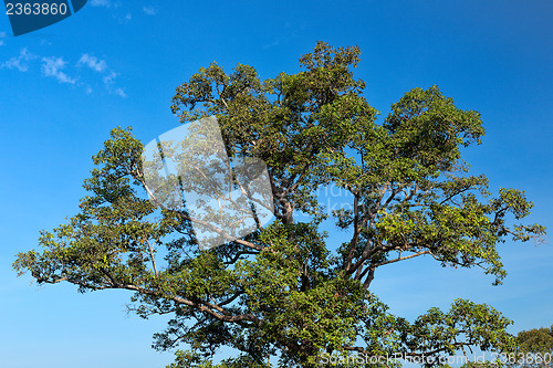 Image of A beautiful tree against the blue sky