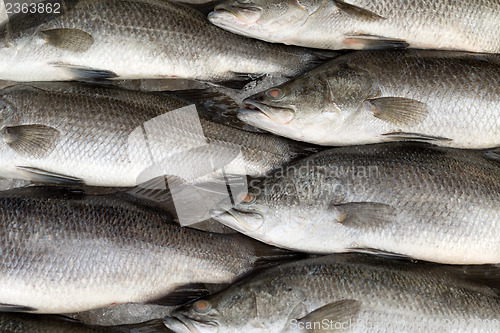 Image of Fresh fish on ice on the market