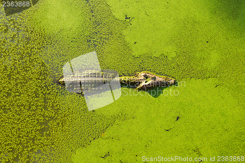 Image of alligator in wetland pond covered with duckweed and swimming