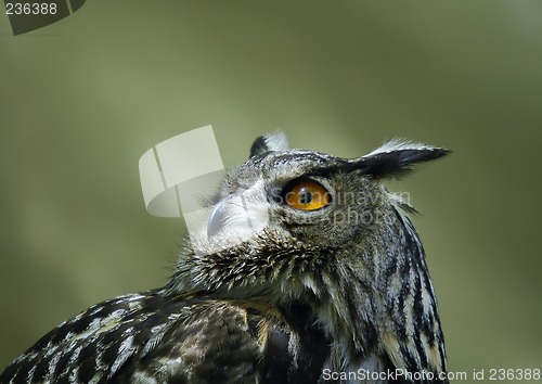 Image of Owl