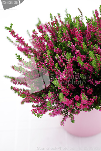 Image of heather