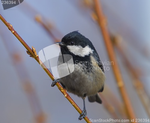 Image of Coal tit