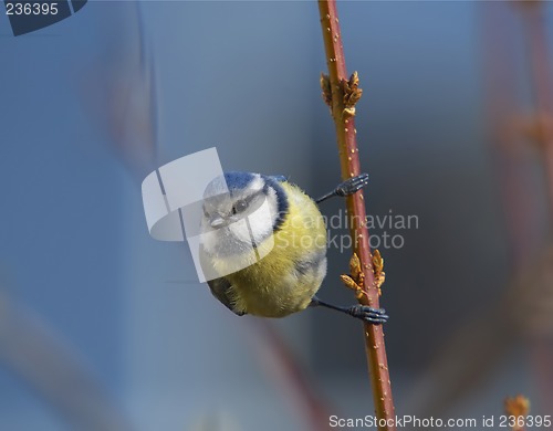 Image of Blue tit