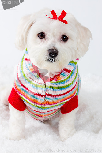 Image of Winter puppy dog wearing striped jumper