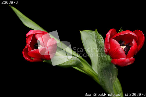 Image of Red Tulip Flowers
