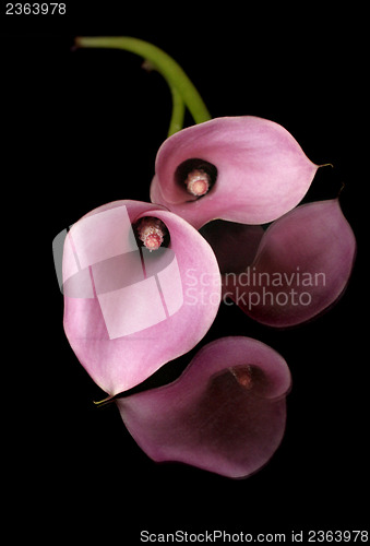 Image of Two Calla Lillies and reflections