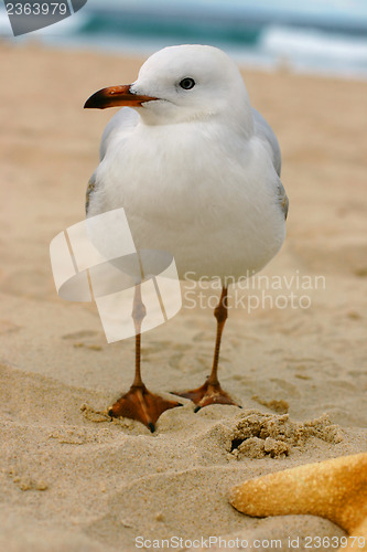 Image of Australian Seagull