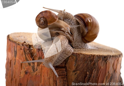 Image of Snails on top of one another, on pine tree stump