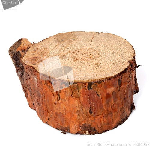 Image of Stump of pine tree