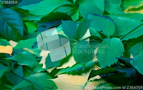 Image of Background of green leaves