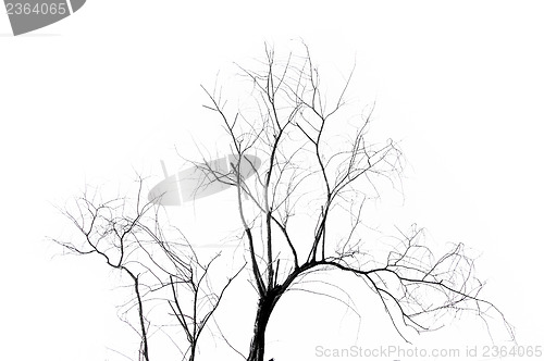 Image of Dead Tree