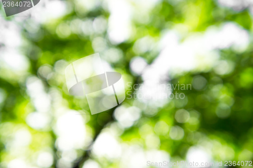 Image of Bokeh