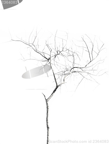 Image of Dead Tree