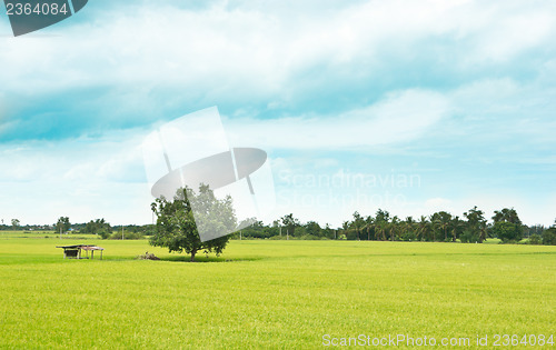 Image of Rice Field
