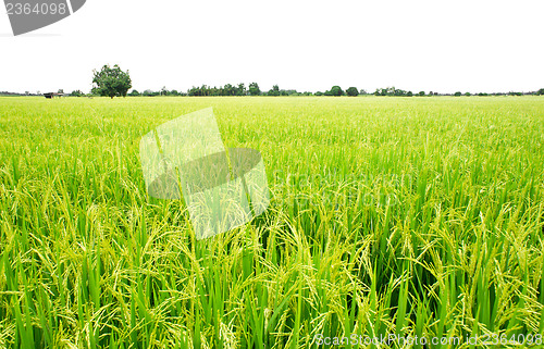 Image of Rice Field