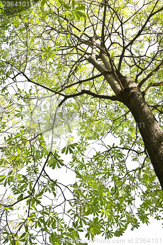 Image of Under The Tree