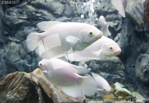 Image of Giant Gourami Fish