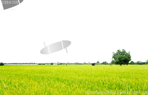 Image of Rice Field