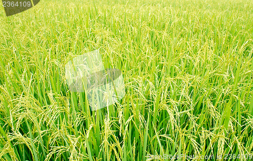 Image of Rice Field