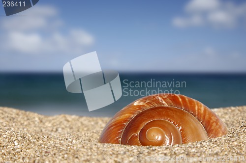 Image of Beach Snail