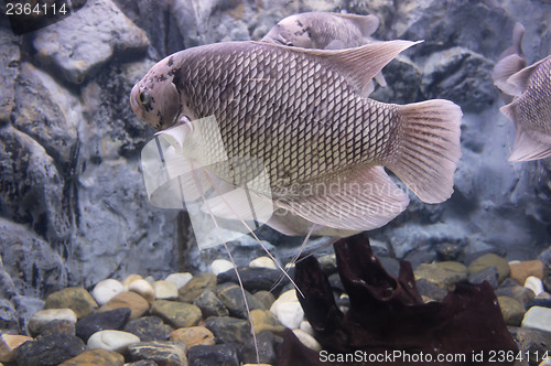Image of Giant Gourami Fish