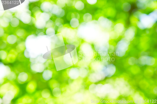 Image of Bokeh