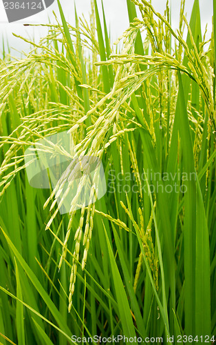 Image of Rice Field