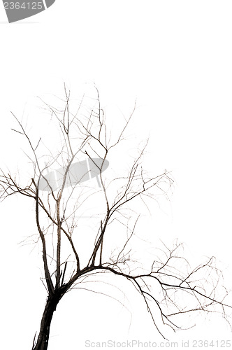 Image of Dead Tree
