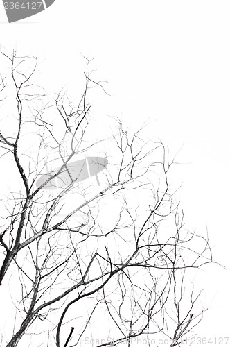 Image of Dead Tree