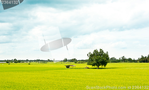 Image of Rice Field