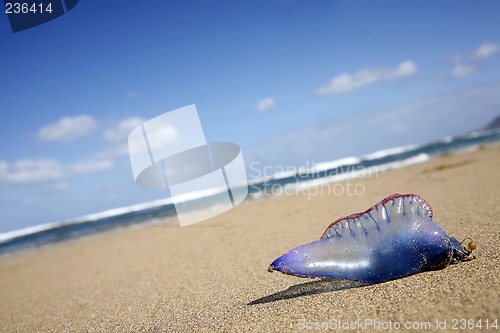 Image of Stranded Jellyfish