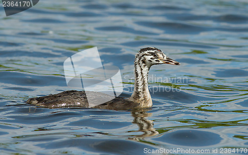 Image of Great Crested Grebe