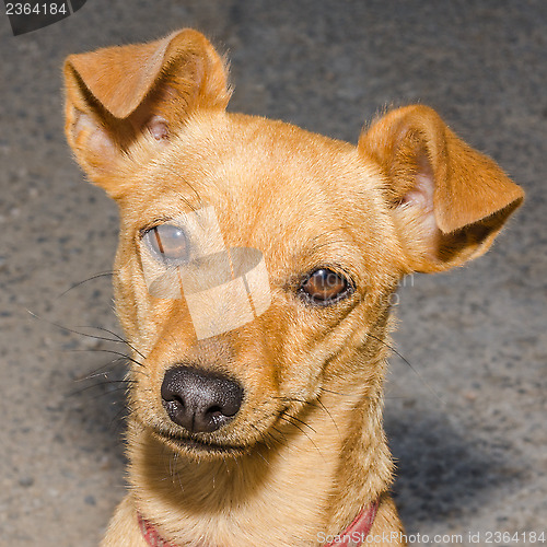 Image of Little tramp - ginger mongrel needs some love