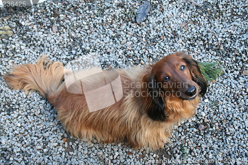 Image of Dachshund