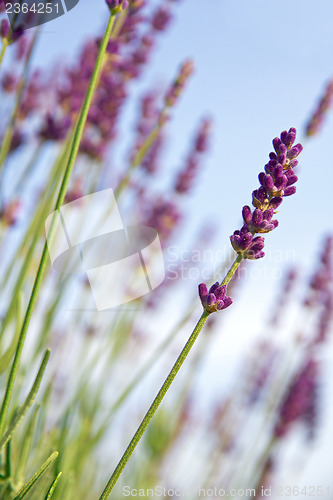 Image of Lavender flowers