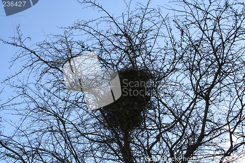 Image of Bird´s nest