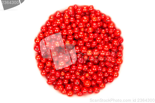 Image of Redcurrant