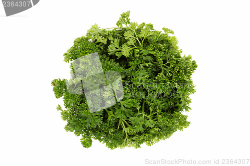 Image of Parsley