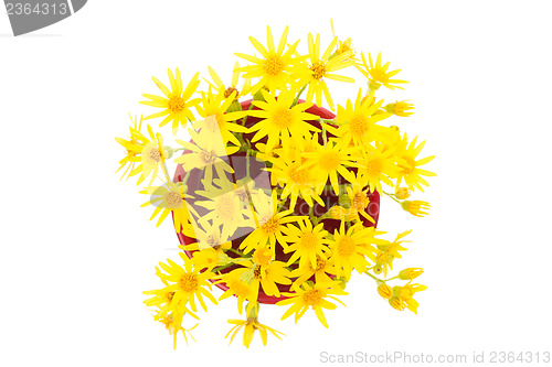 Image of Yellow wild flowers