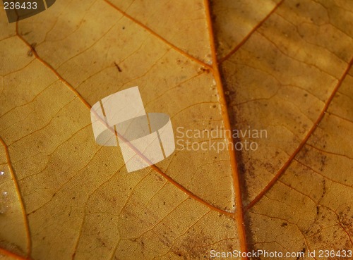 Image of back of leaf