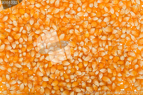 Image of Corn seed background