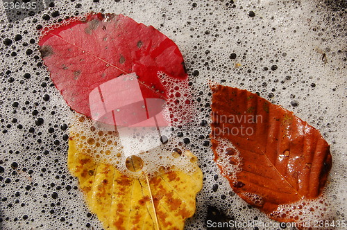 Image of three leaves