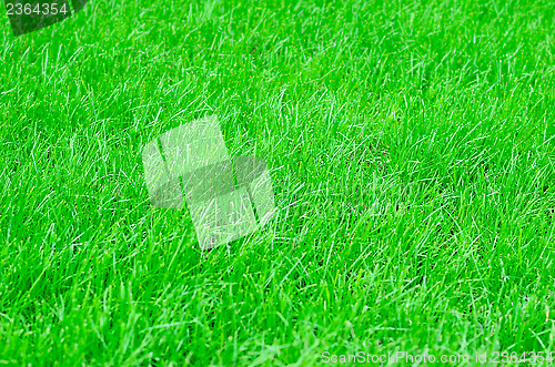 Image of green grass 